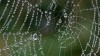 カーボンナノチューブ入りの水を吹きかけられたクモが地球上最高強度のクモの糸を生成