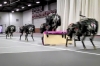 走りながらハードルを飛び越える四足ロボット　MITが実験に成功（動画あり）