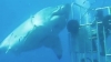 世界最大級のホオジロザメを間近で捉えたド迫力のムービー