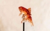金魚やカエルがまるで生きているみたいな飴細工　「浅草 飴細工 アメシン」が東京ソラマチに出店！