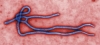 エボラウイルス、性的接触での感染が初確認